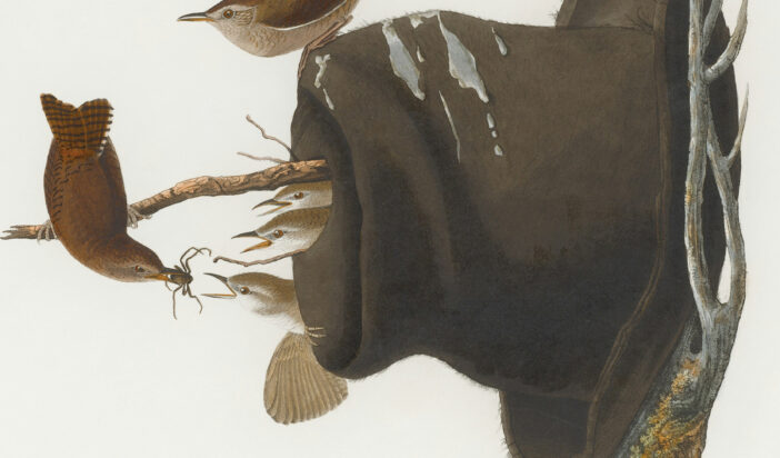 Vera Rakčević – Praskozorja