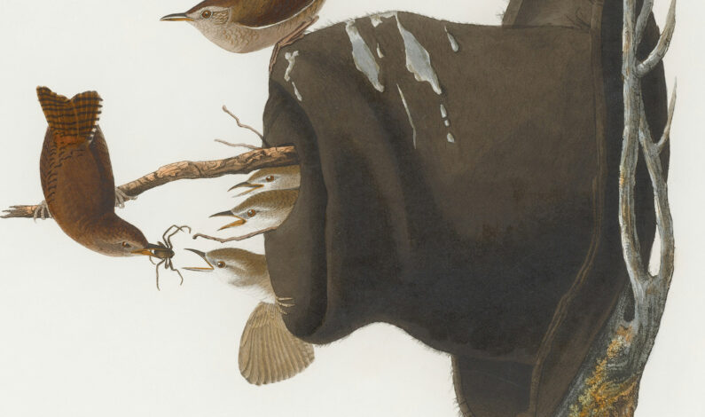 Vera Rakčević – Praskozorja